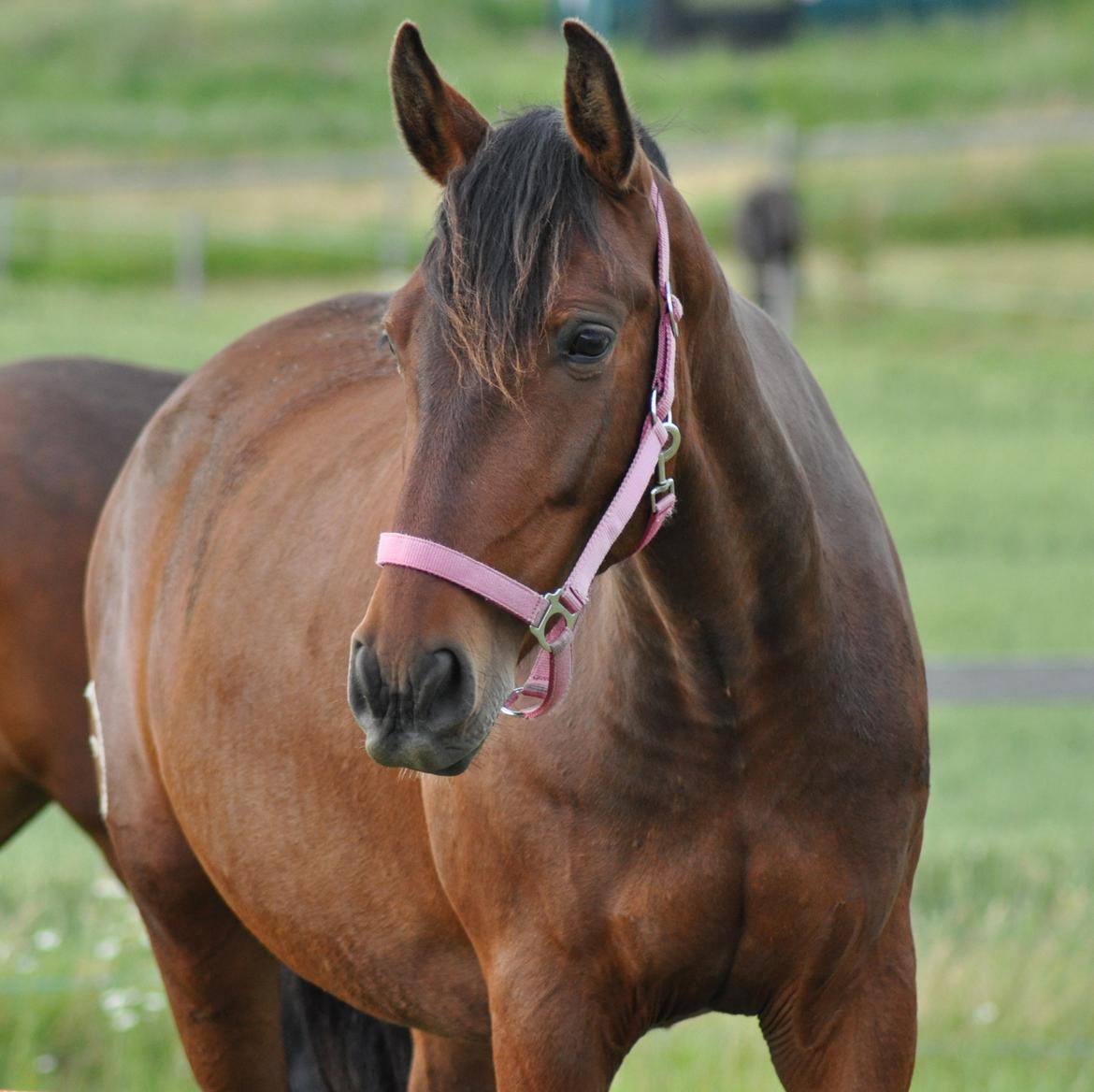 korsmosegård heste - Menta PRE Hoppe billede 32