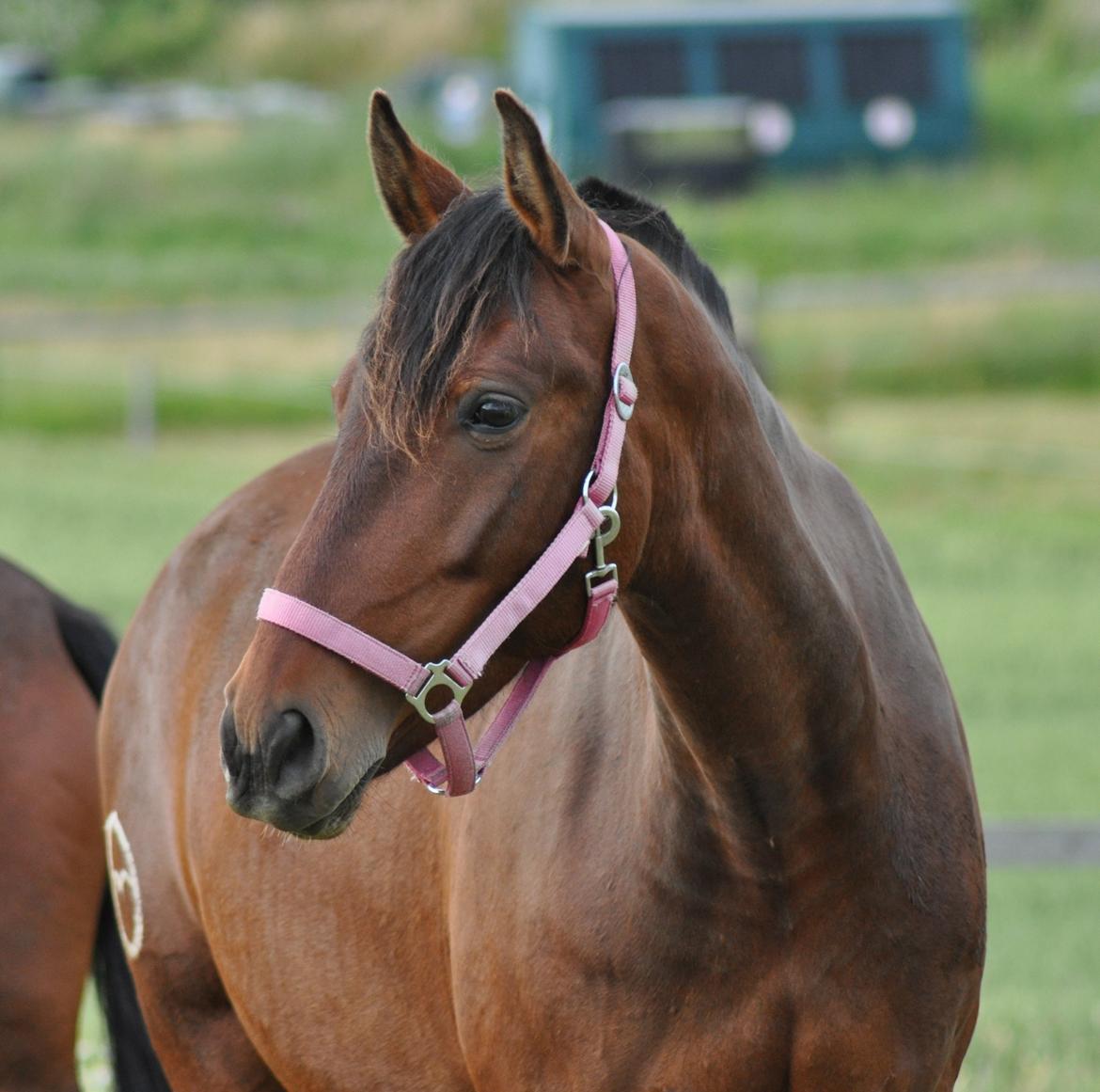 korsmosegård heste - Menta PRE Hoppe billede 33