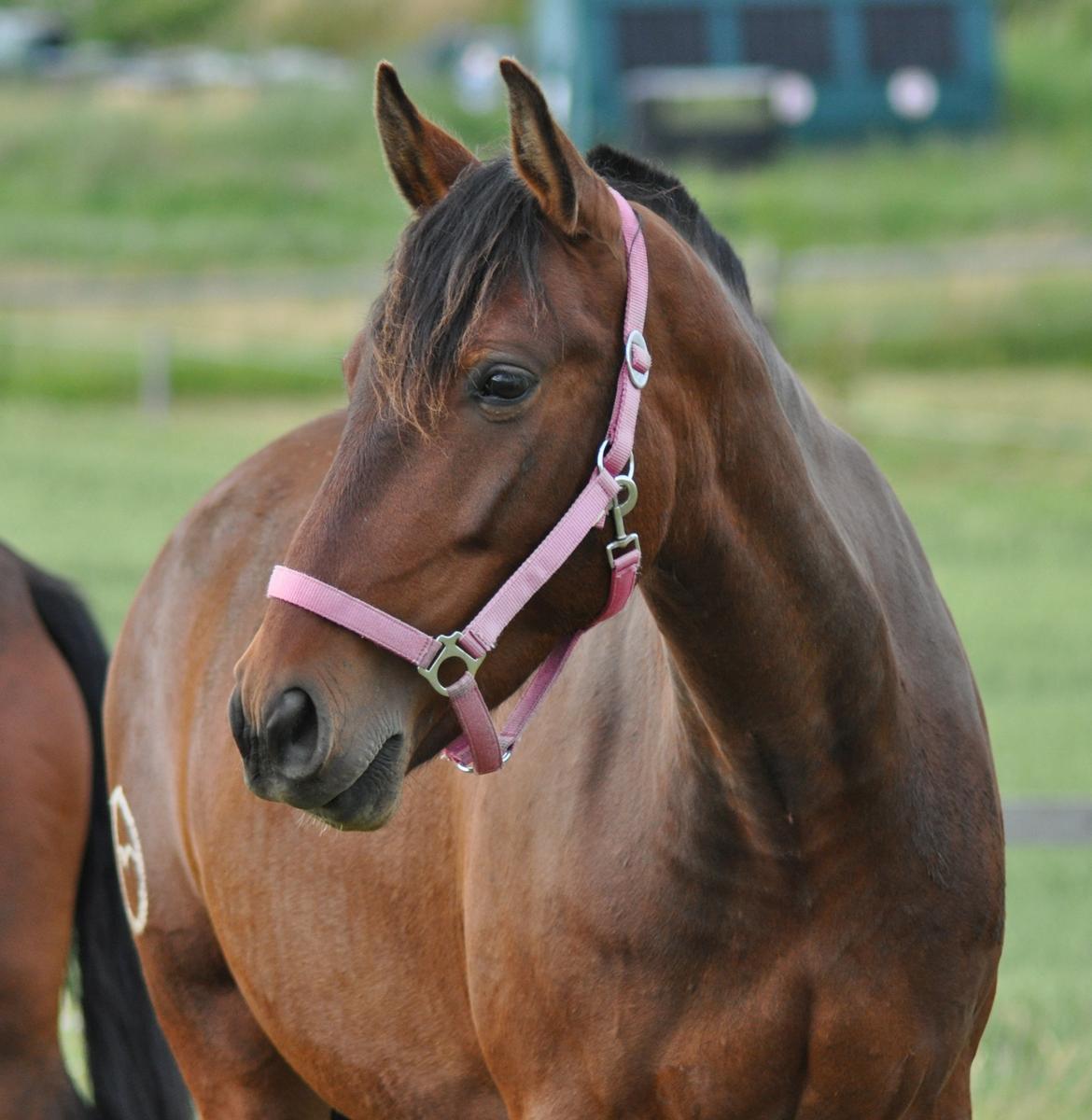 korsmosegård heste - Menta PRE Hoppe billede 34