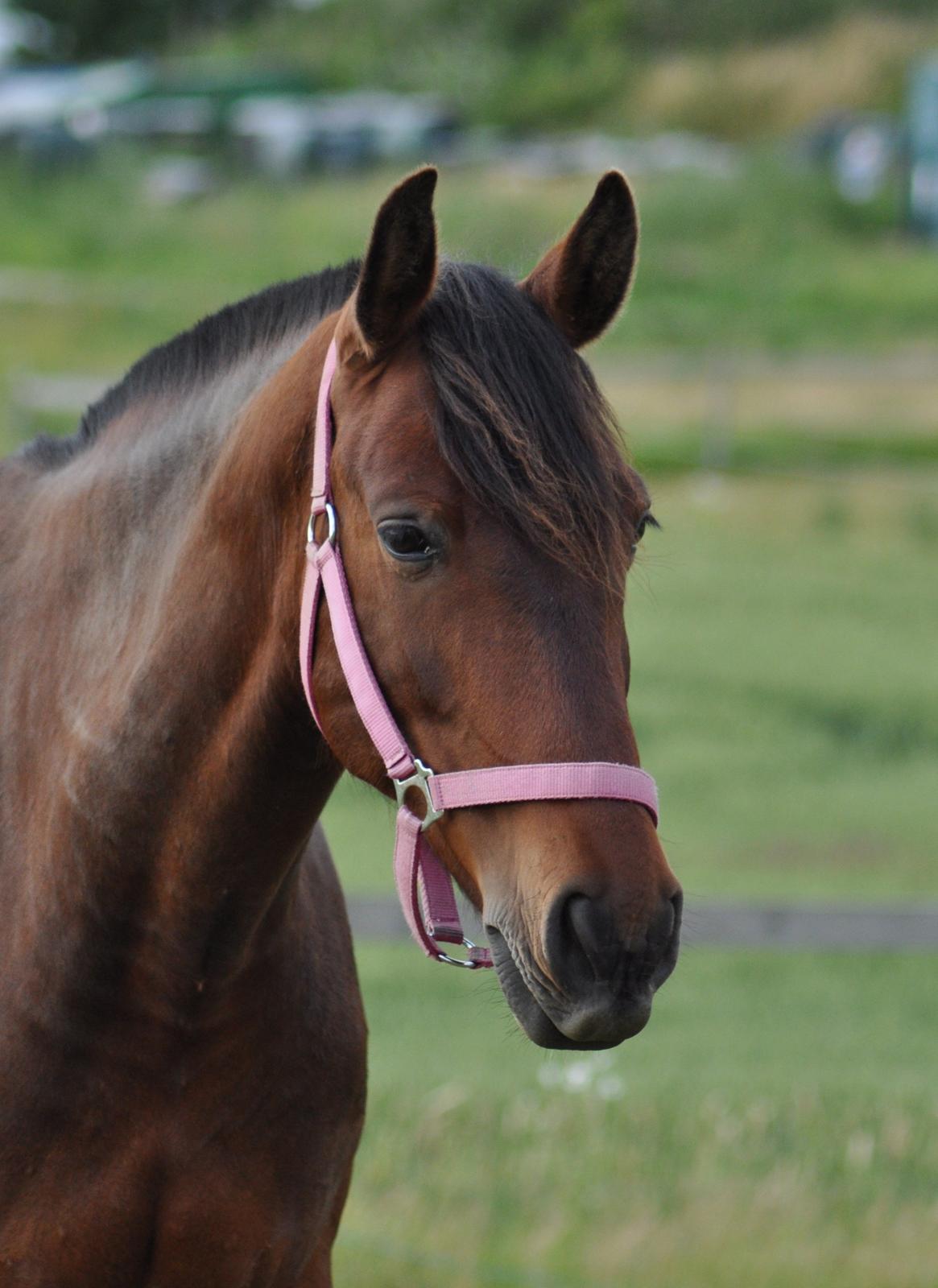 korsmosegård heste - Menta PRE Hoppe billede 35