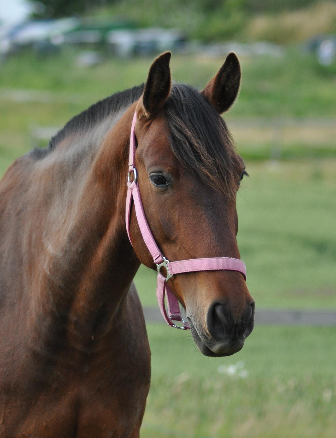 korsmosegård heste - Menta PRE Hoppe billede 36