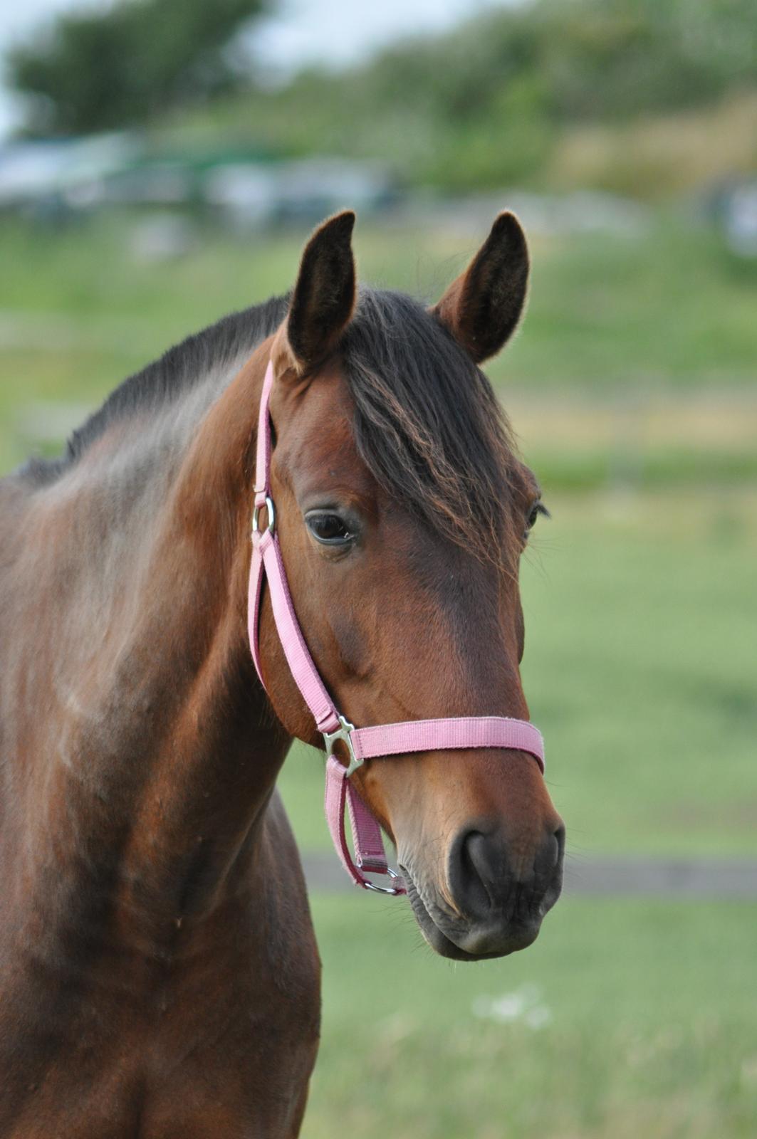 korsmosegård heste - Menta PRE Hoppe billede 37