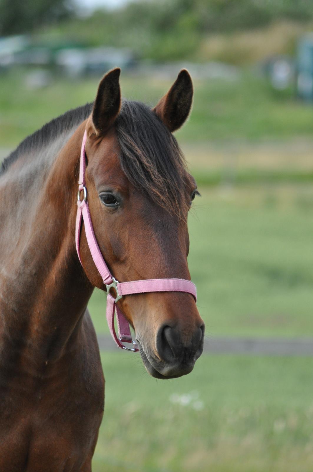 korsmosegård heste - Menta PRE Hoppe billede 38