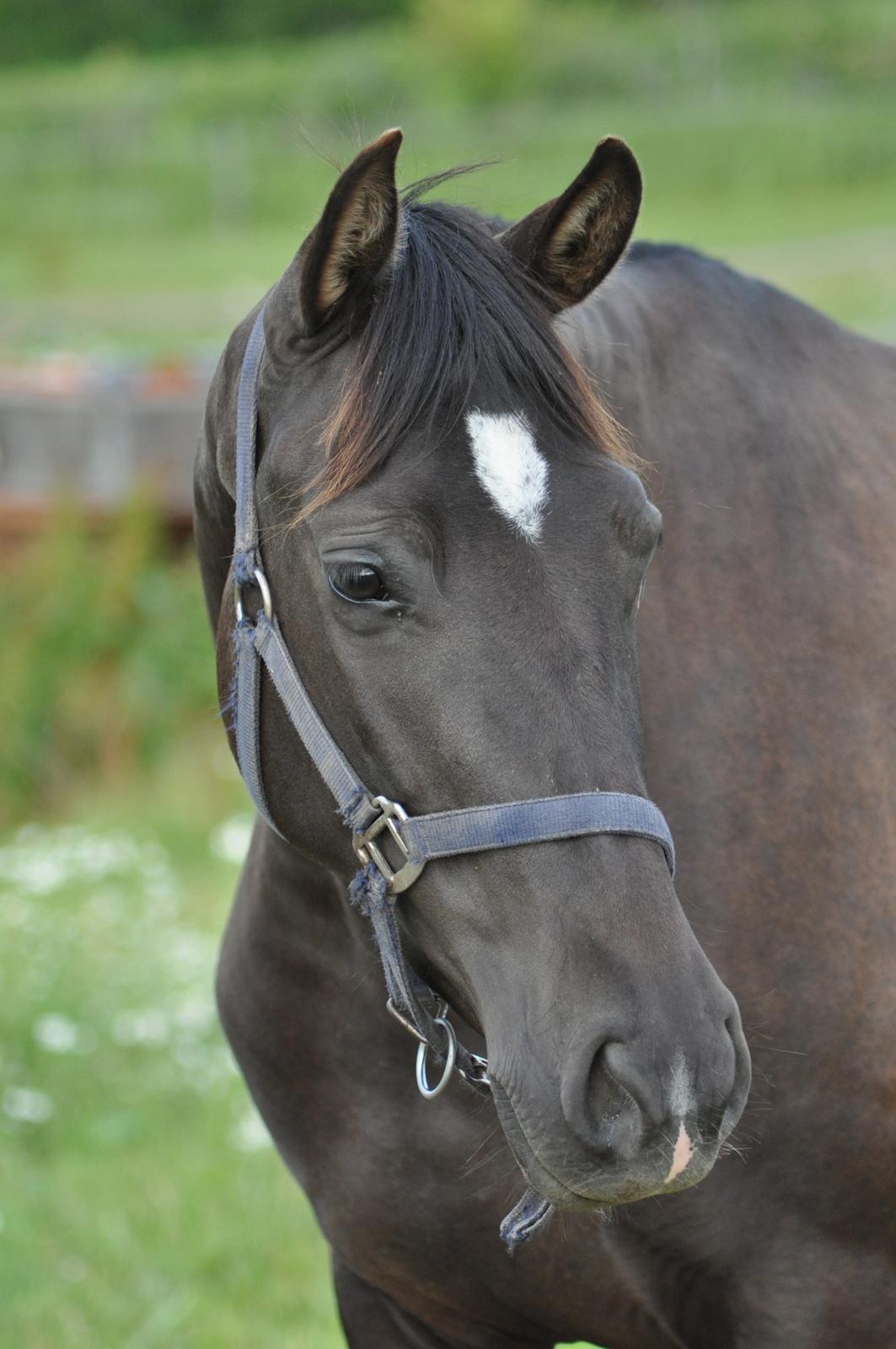 korsmosegård heste - TU Bronca billede 39