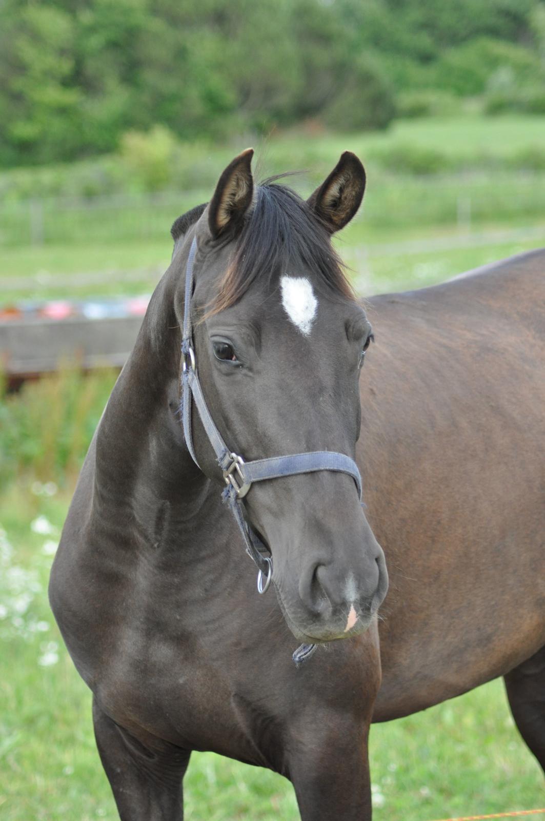 korsmosegård heste - TU Bronca billede 40