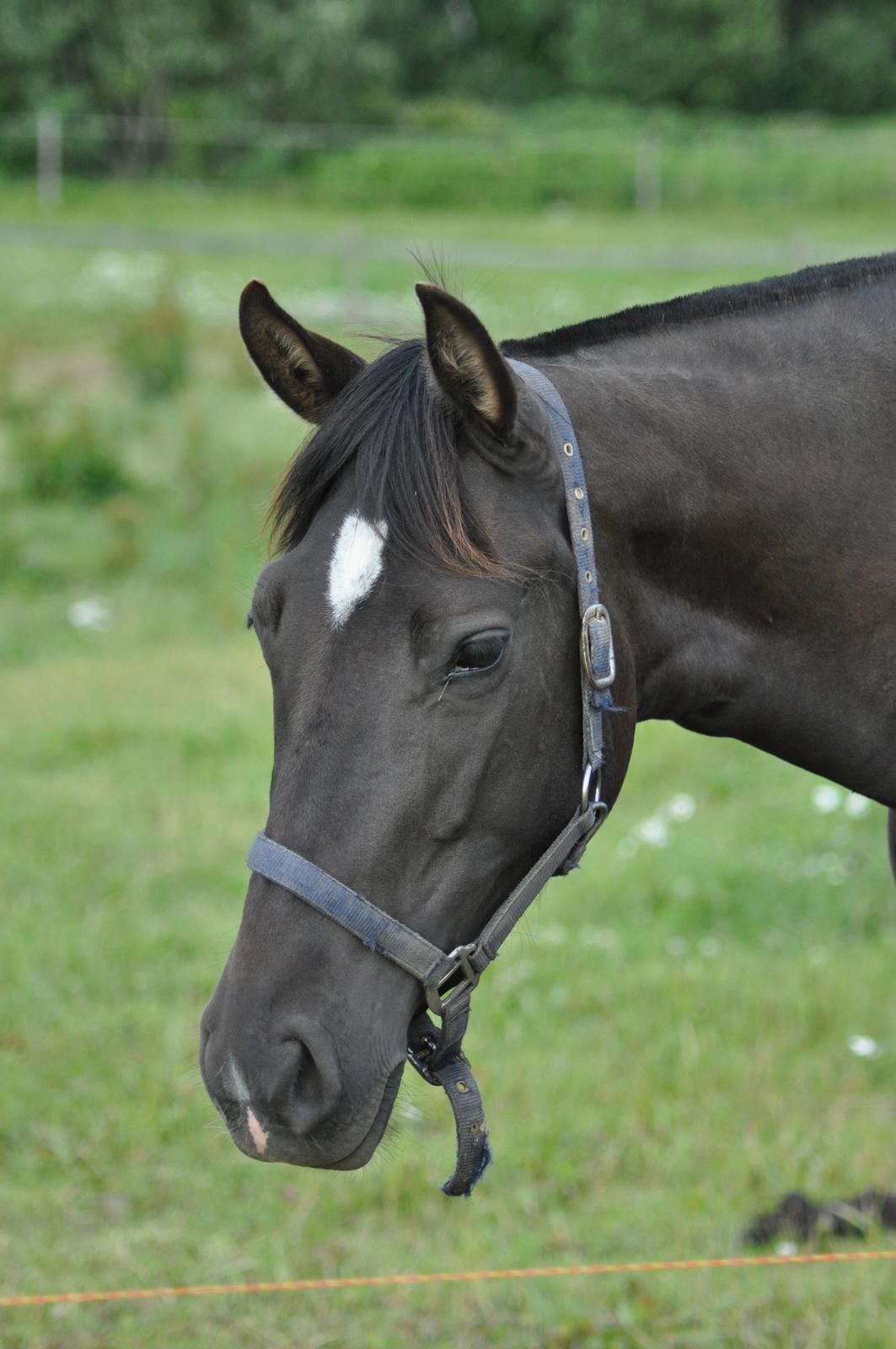 korsmosegård heste - TU Bronca billede 41