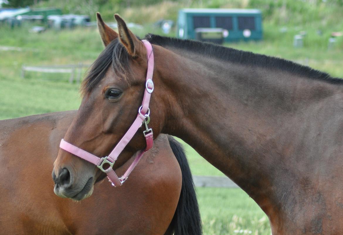 korsmosegård heste - Menta PRE Hoppe billede 42