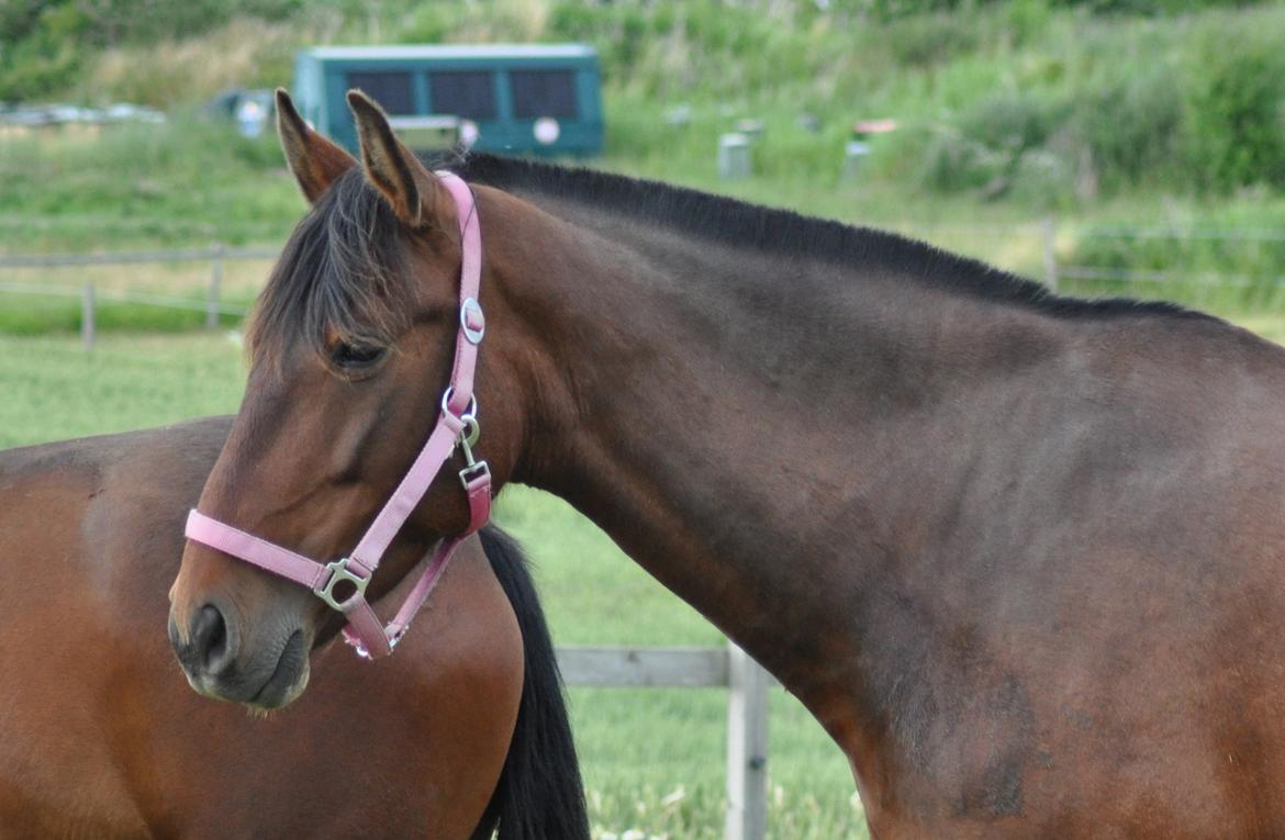 korsmosegård heste - Menta PRE Hoppe billede 43