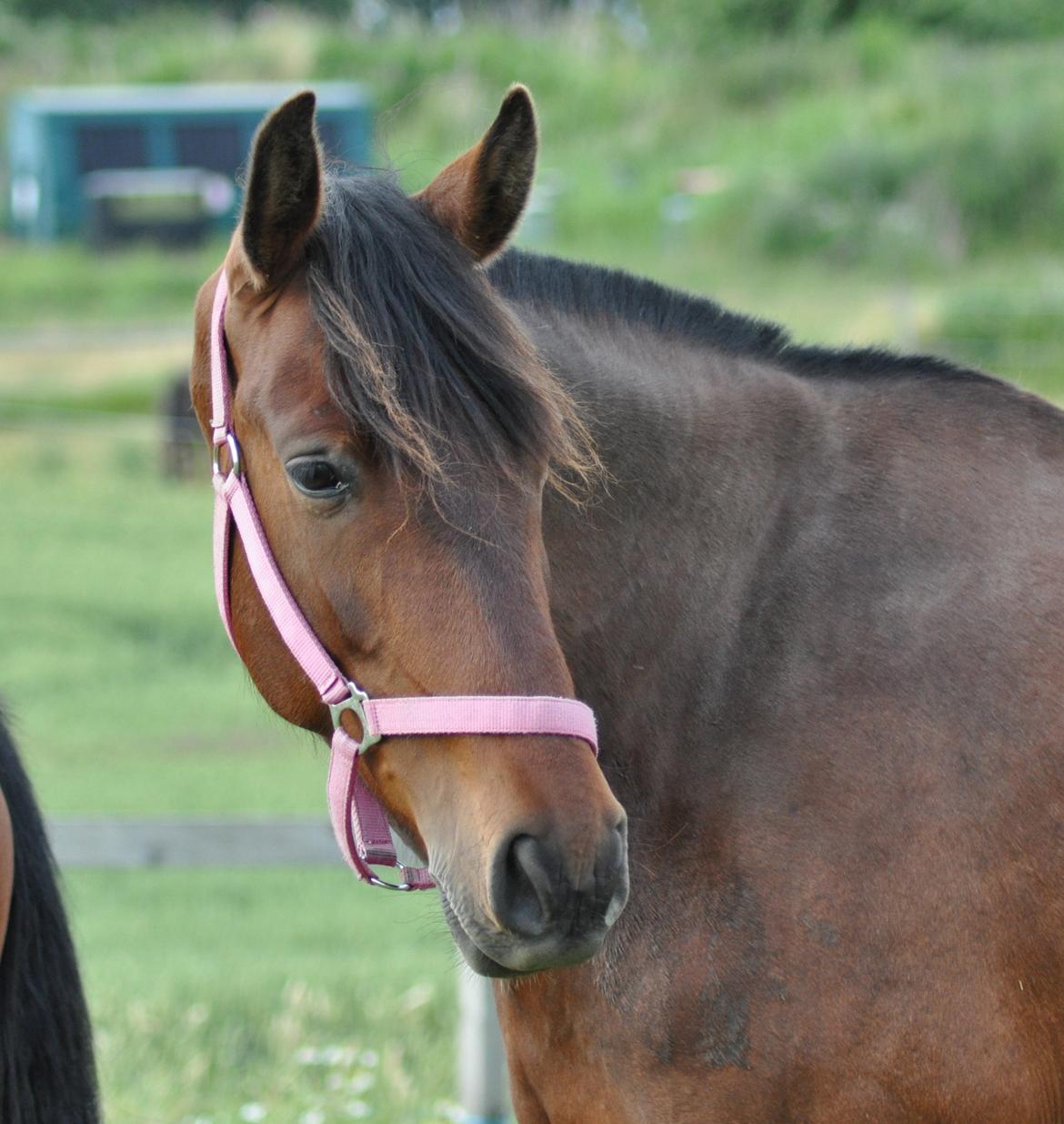 korsmosegård heste - Menta PRE Hoppe billede 44