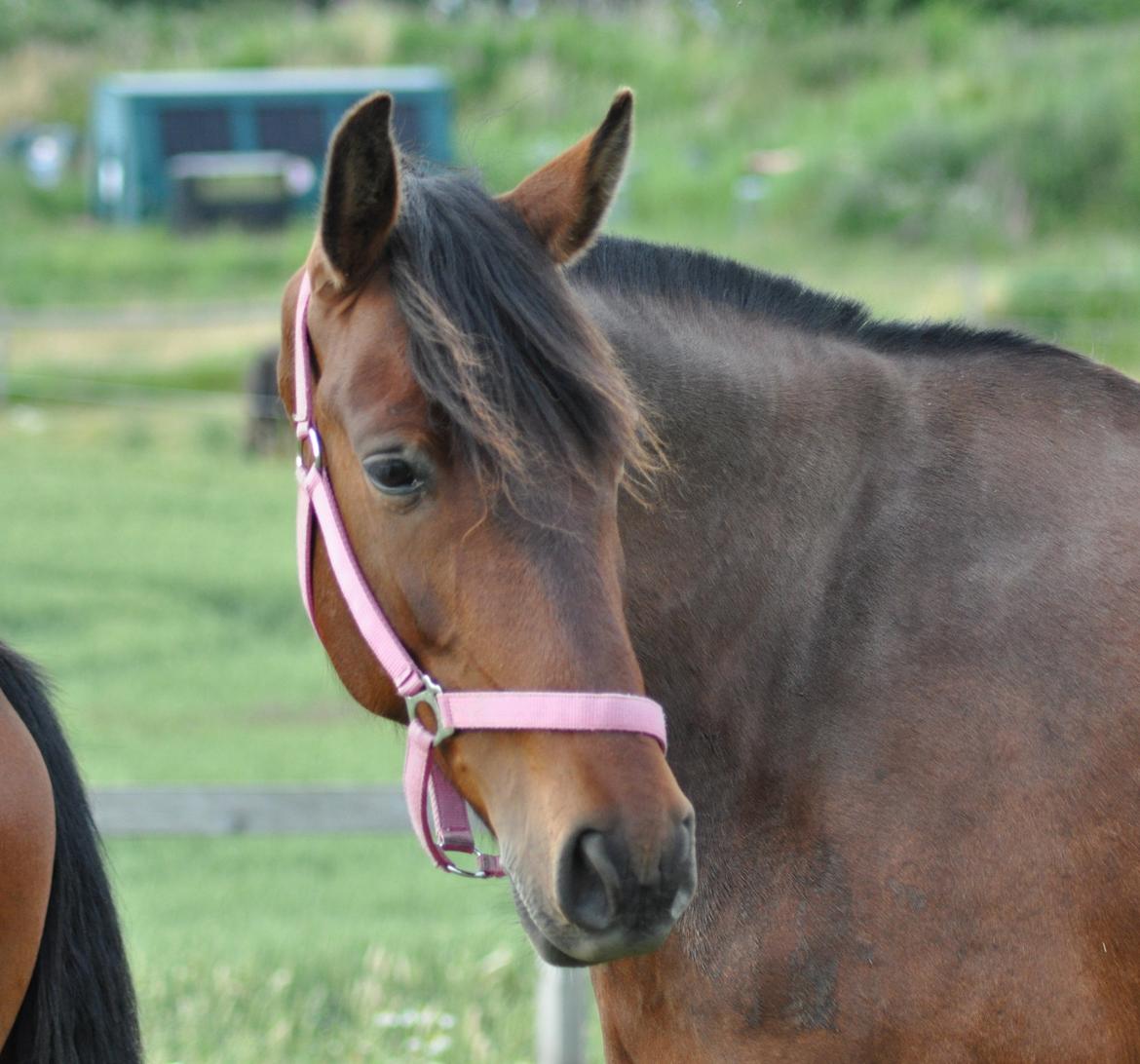 korsmosegård heste - Menta PRE Hoppe billede 45