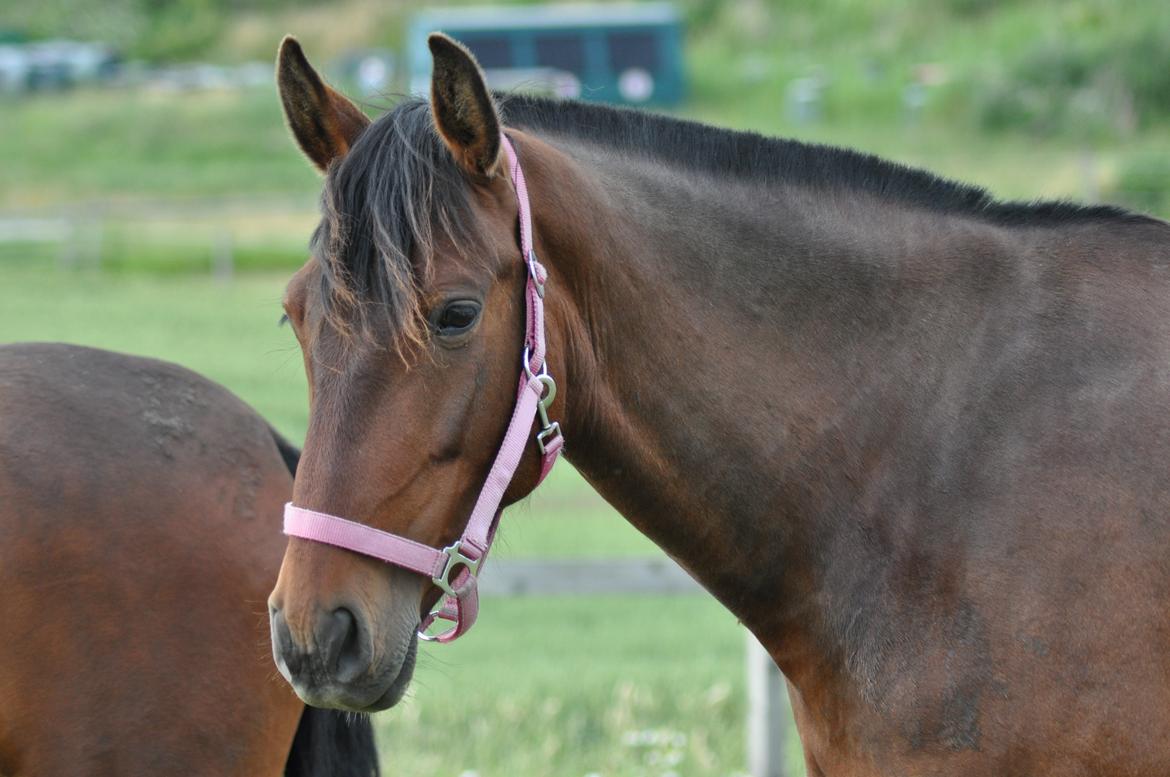 korsmosegård heste - Menta PRE Hoppe billede 46