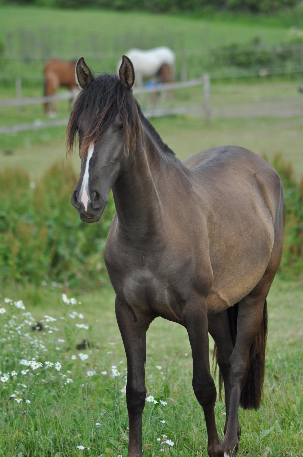 korsmosegård heste - Autentica CEL 2 år tilsalg billede 47