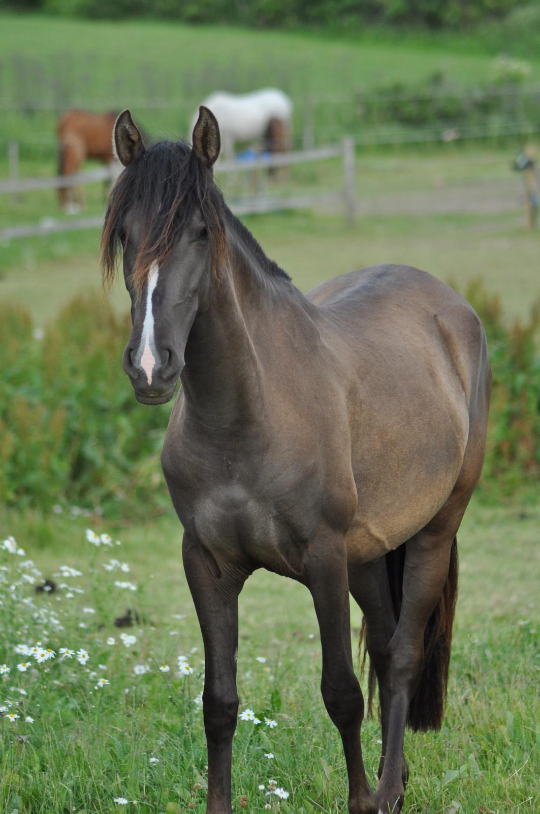 korsmosegård heste - Autentica CEL 2 år tilsalg billede 48