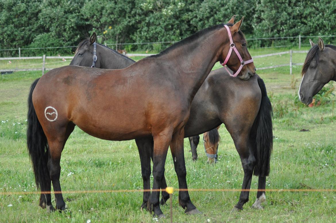 korsmosegård heste billede 49