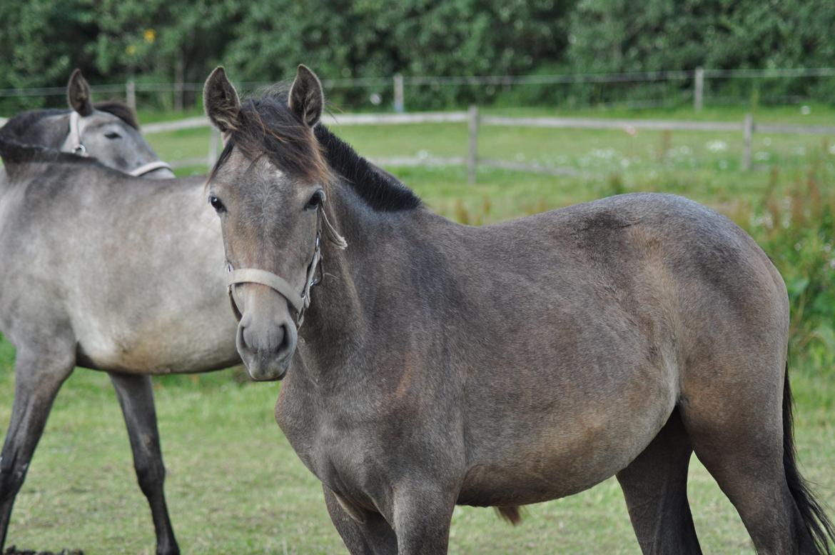 korsmosegård heste -  Alba MAR II pre hoppe 1år til salg billede 50