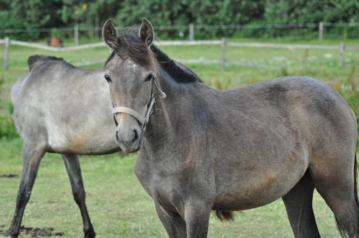 korsmosegård heste -  Alba MAR II pre hoppe 1år til salg billede 51