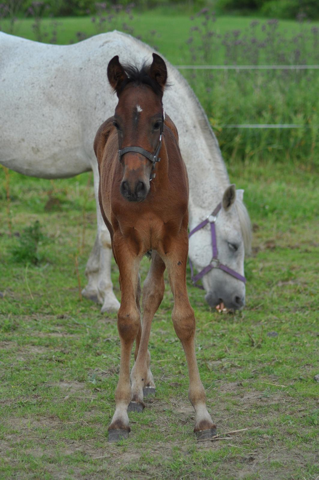 korsmosegård heste -  Esperanzo MAR pre hingst til salg billede 52