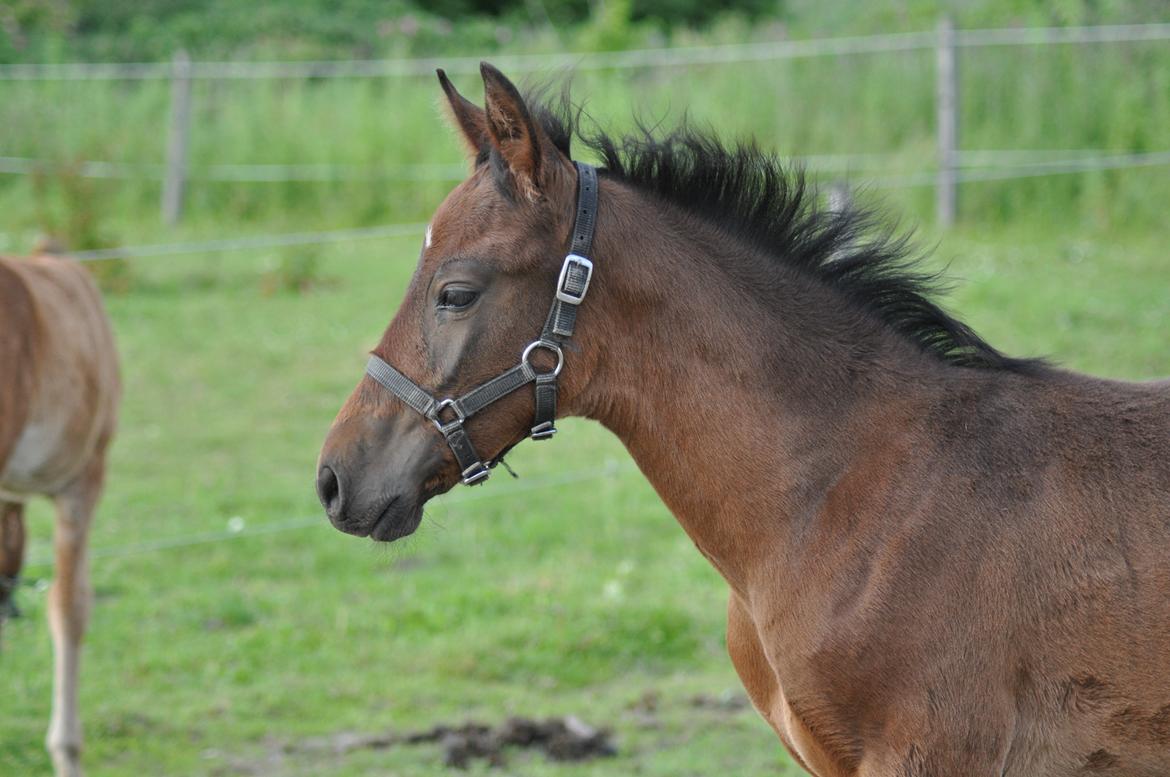 korsmosegård heste -  Esperanzo MAR pre hingst til salg billede 53