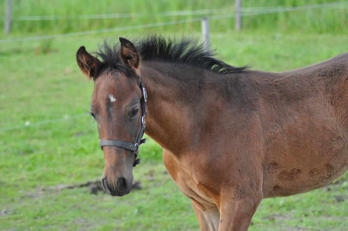 korsmosegård heste -  Esperanzo MAR pre hingst til salg billede 54