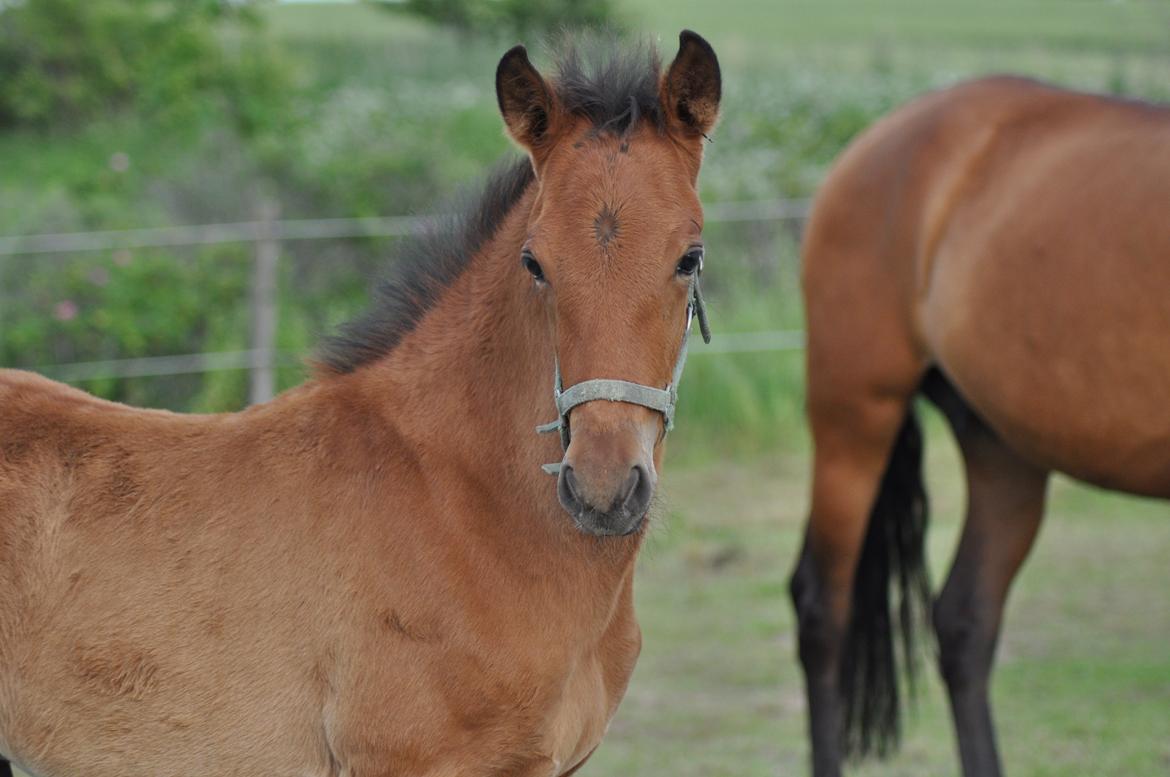 korsmosegård heste -  Grandioso MAR pre hingst Til salg billede 55
