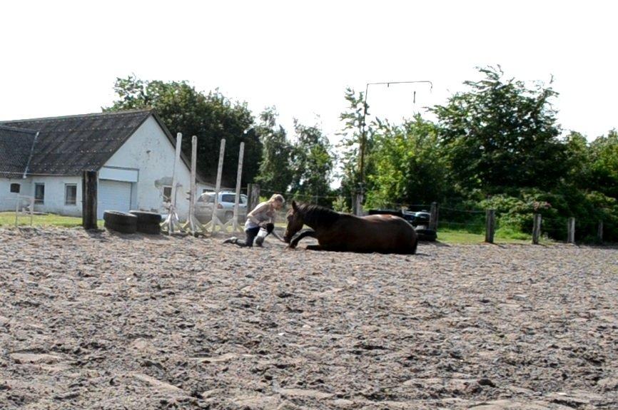 Vores billedebog. - Kaliber ligger ned på kommando <3 billede 100