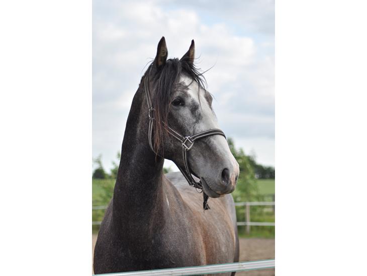 {{currentPhoto.altText}} billede {{currentPhoto.number}}