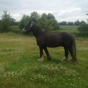 major på sommergræs <3