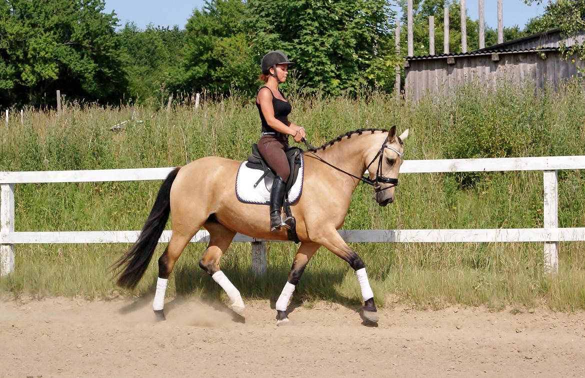 GULD hesten billede 1