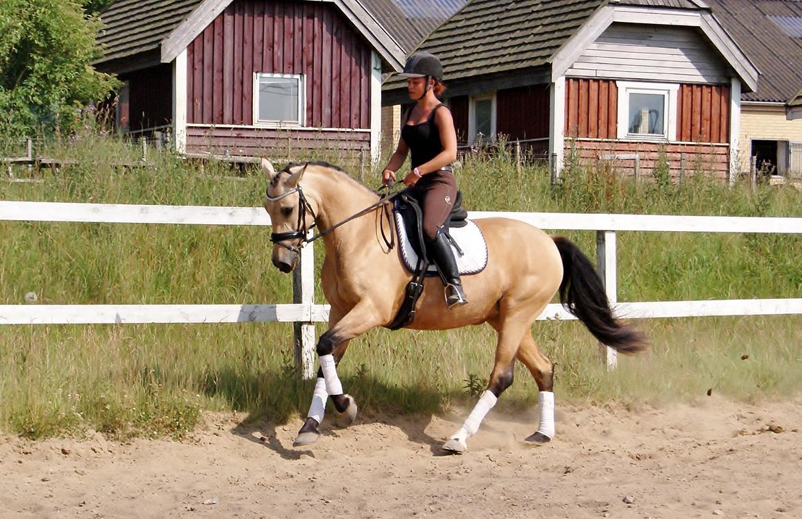 GULD hesten billede 2