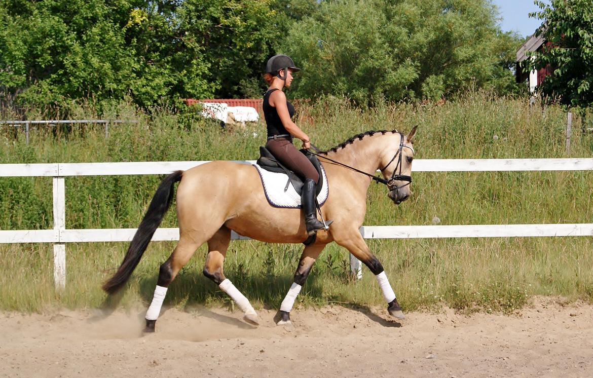 GULD hesten billede 3