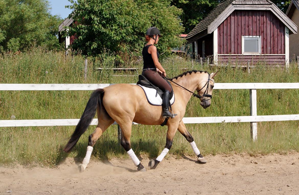 GULD hesten billede 4