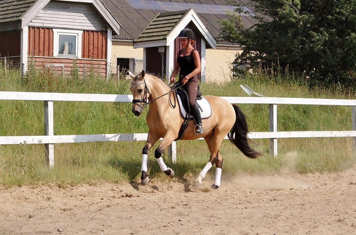 GULD hesten billede 5