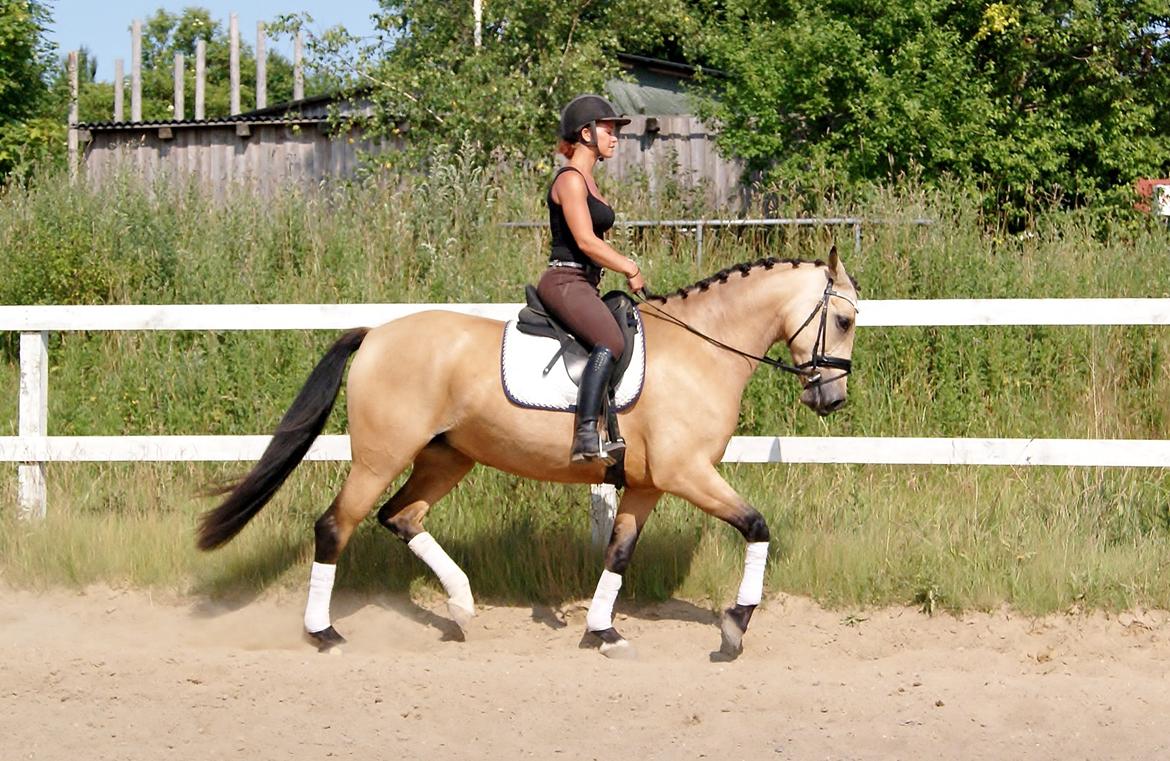 GULD hesten billede 6