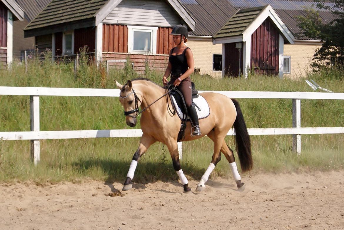 GULD hesten billede 7