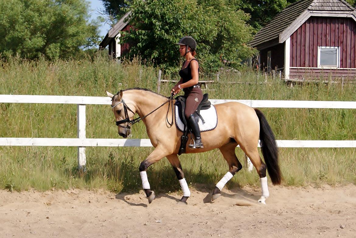 GULD hesten billede 8