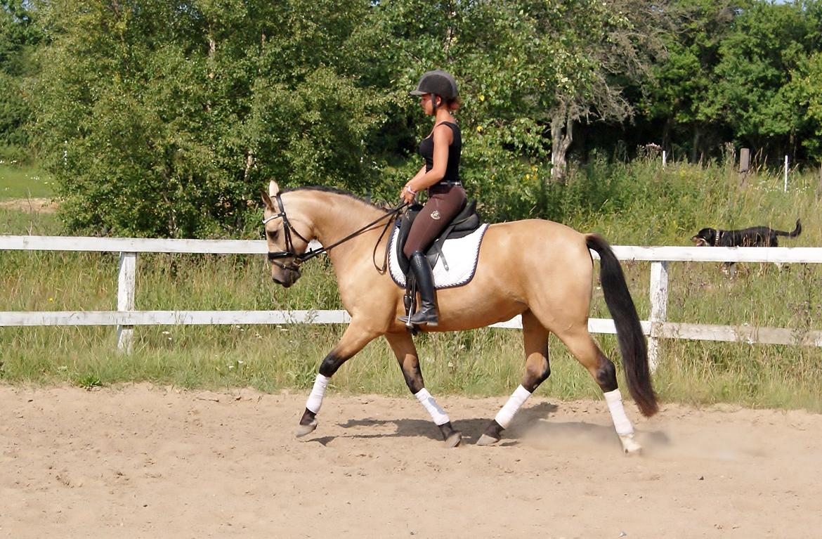 GULD hesten billede 9