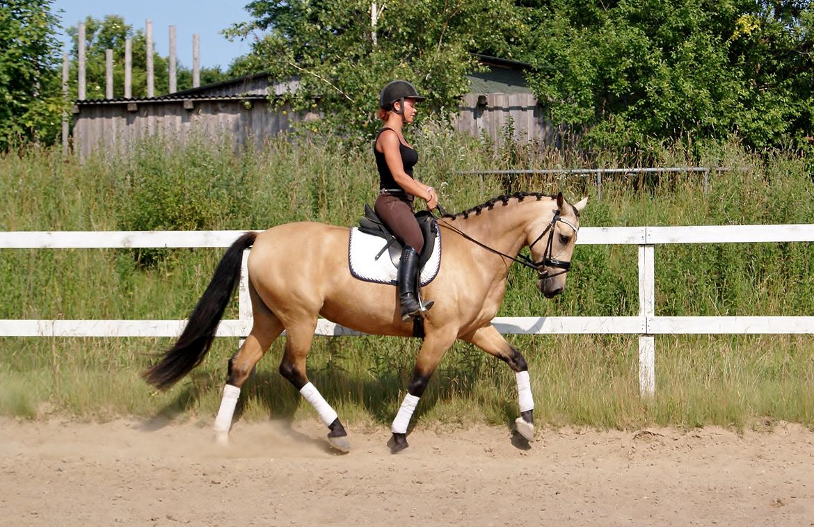 GULD hesten billede 10