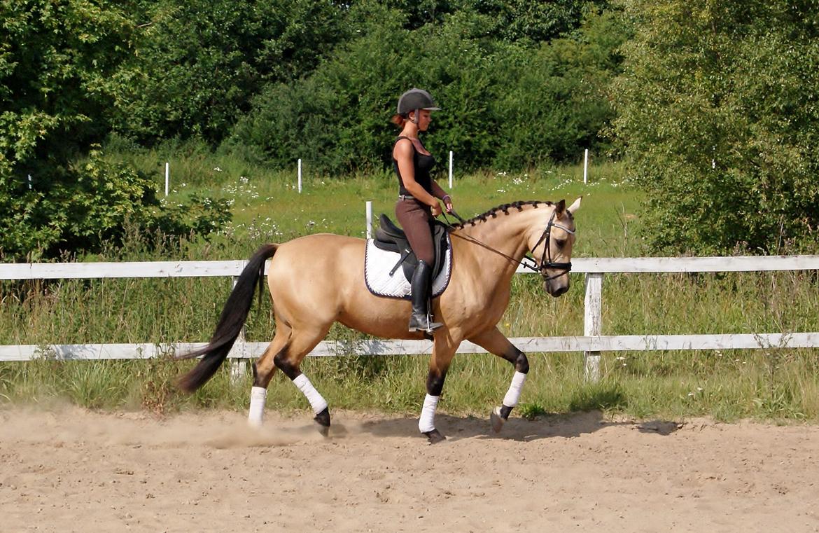 GULD hesten billede 11