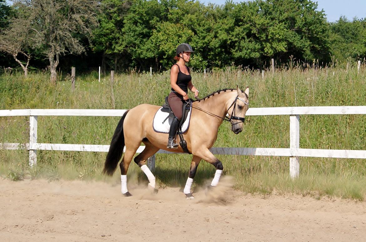 GULD hesten billede 12