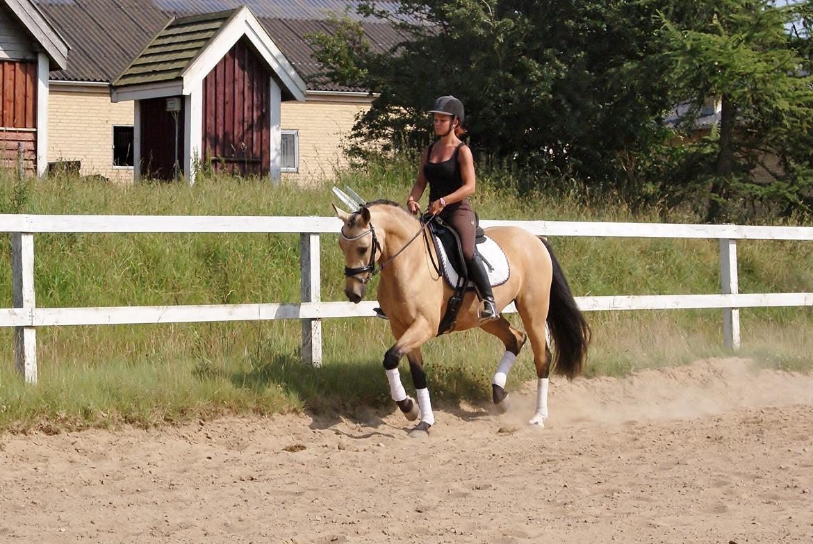 GULD hesten billede 13