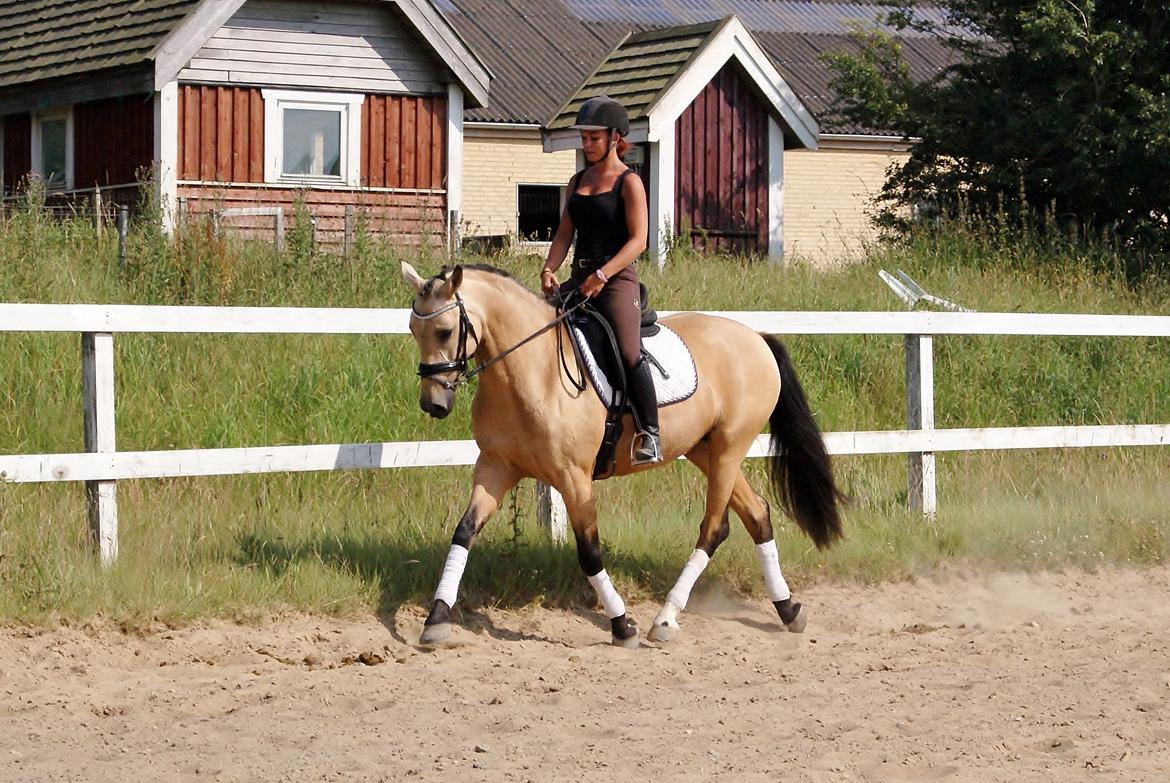 GULD hesten billede 14