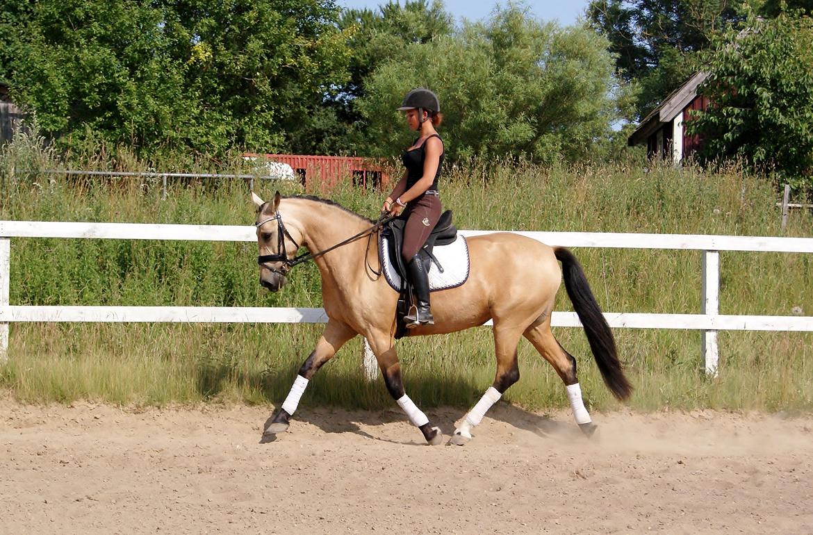 GULD hesten billede 15