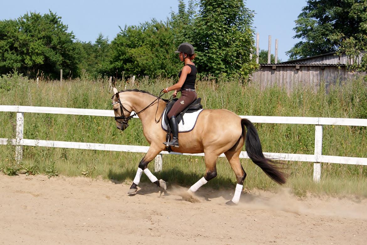 GULD hesten billede 16