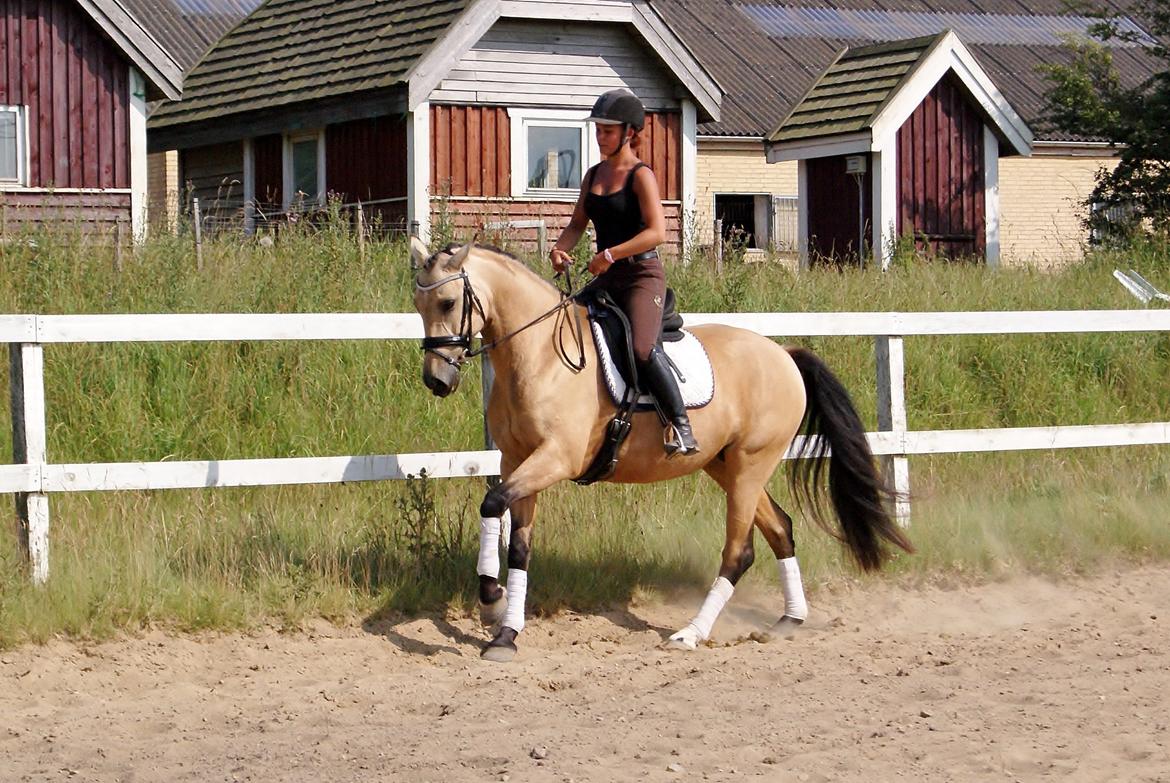 GULD hesten billede 17