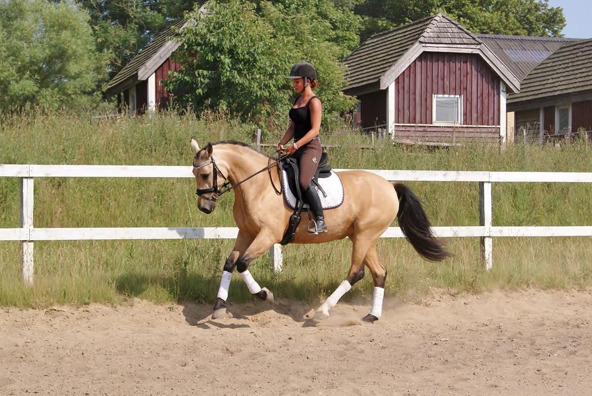 GULD hesten billede 18