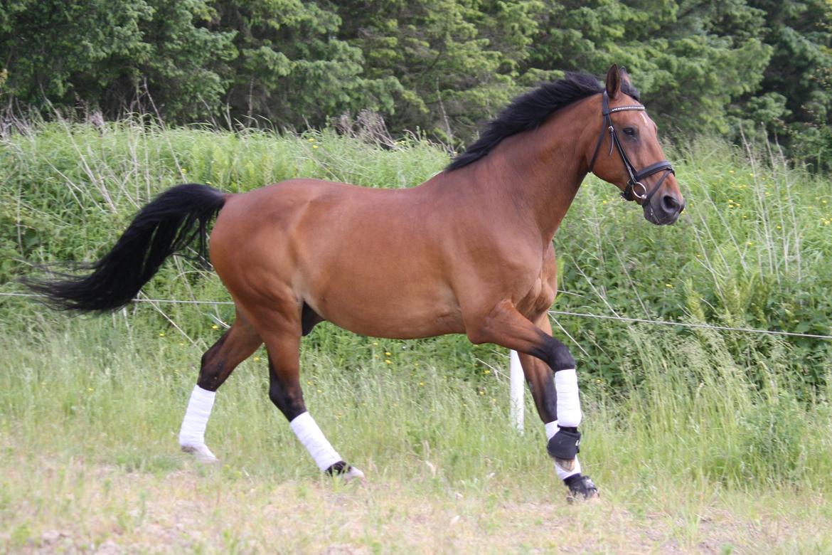 Skønneste Prunse billede 65