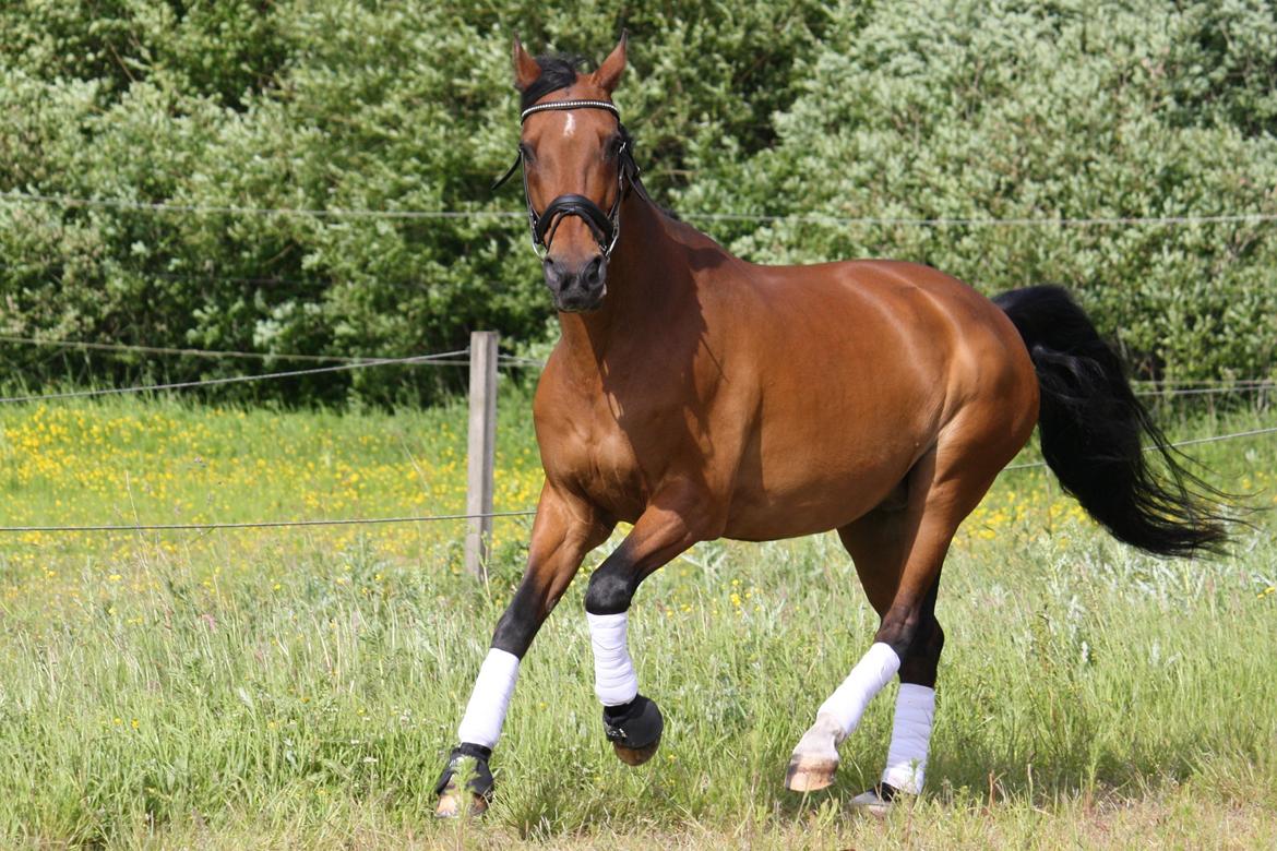 Skønneste Prunse billede 66