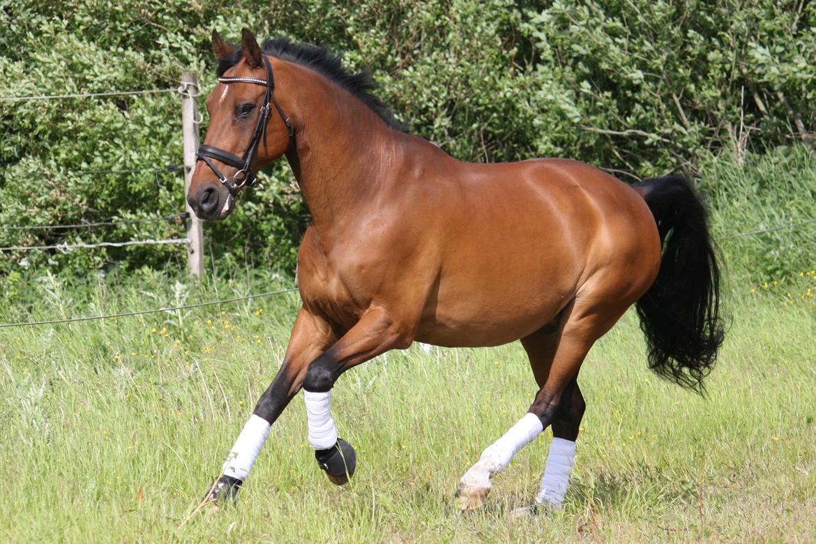 Skønneste Prunse billede 67