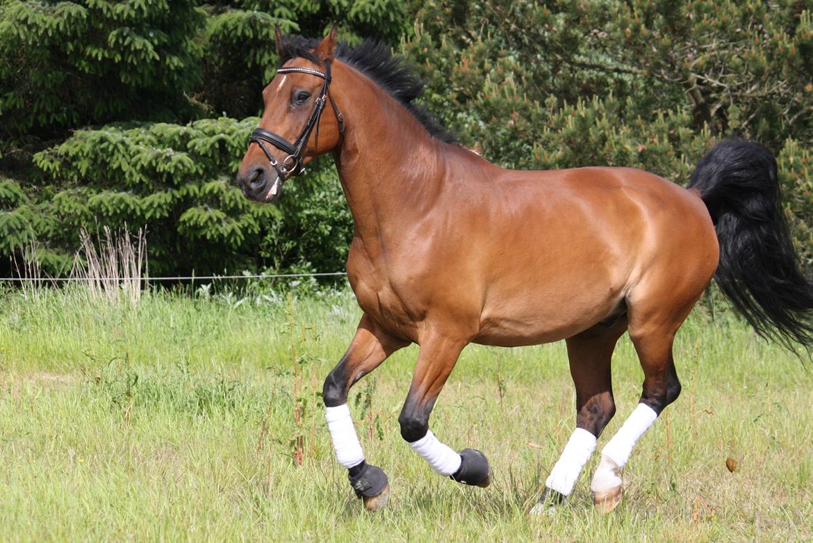 Skønneste Prunse billede 68