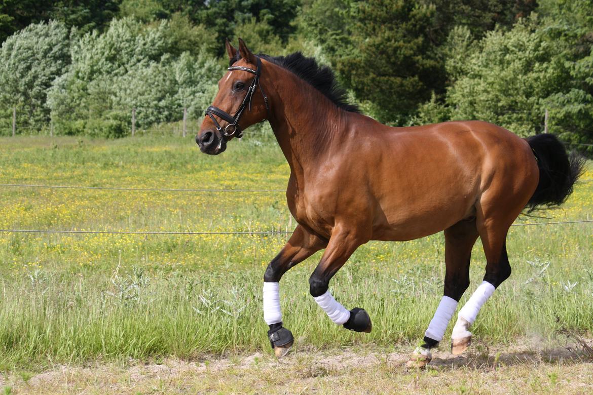 Skønneste Prunse billede 69